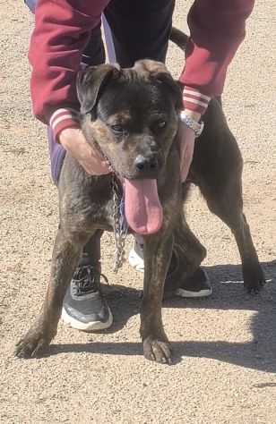 ROCKY giovane Rottweiler cerca urgentemente casa.. apri il suo box salvalo! - Foto 6