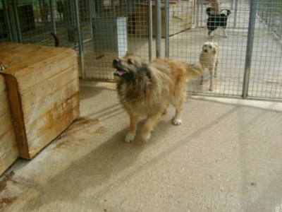 RUFUS, bellissimo timidone - Foto 2