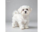 maltese toy