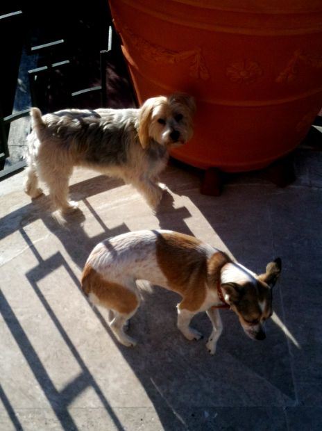 Dogsitter, catsitter, pensione cani casalinga ROMA: Acilia Axa Casal Palocco - Foto 4