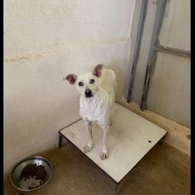 UBALDA TIMIDA PACATA MOLTO CALMA CAGNOLINA IN ADOZIONE - Foto 6