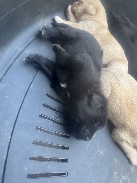 Cuccioli di Labrador miele e neri a Spoleto (PG) - Foto 2