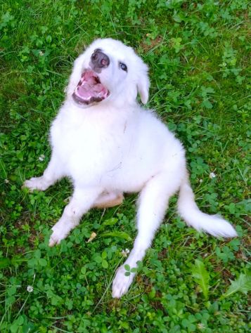 Giannino, candido e dolce cucciolo PMA in adozione - Foto 4