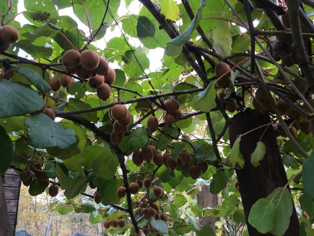 TERRENO ULIVETO E FRUTTETO CON POZZO - Foto 3