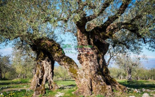 Rif:2724 Terreno agricolo di 18.000 mq con uliveto e agrumeto in vendita a Comiso - Foto 4