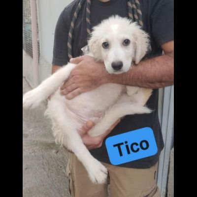 TICO E TACO MERAVIGLIE DI CUCCIOLI IN ADOZIONE - Foto 2