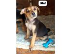 Olaf cucciolo taglia medio piccola
