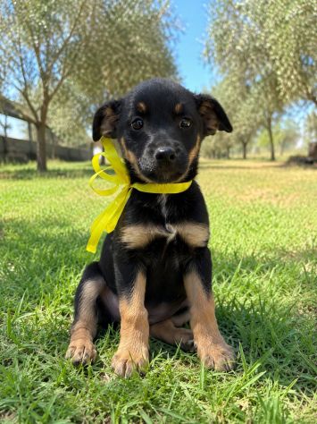 Regalo cucciolo incrocio pinscher