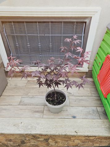 VENDO 2 PIANTE DI ACER PALMATUM DA SEME ROSSO E VERDE ANGUILLARA SABAZIA - Foto 5