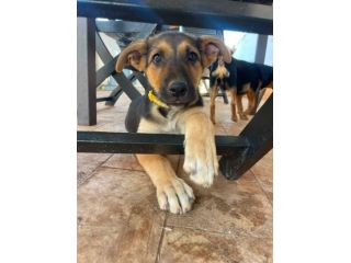 Regalo cucciola incrocio pastore tedesco