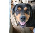POLDO, dolcissimo mix rottweiler vecchietto