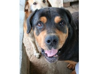 POLDO, dolcissimo mix rottweiler vecchietto