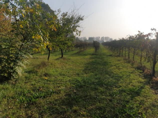 Terreno di 15000 m² in vendita a Correggio - Foto 2