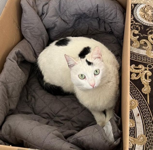MINETTE, meravigliosa creatura