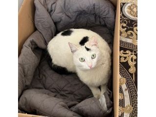 MINETTE, meravigliosa creatura