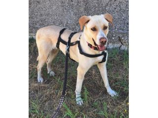 Lily 2 anni mix labrador