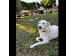 NEVE MERAVIGLIOSA CAGNOLINA IN ADOZIONE