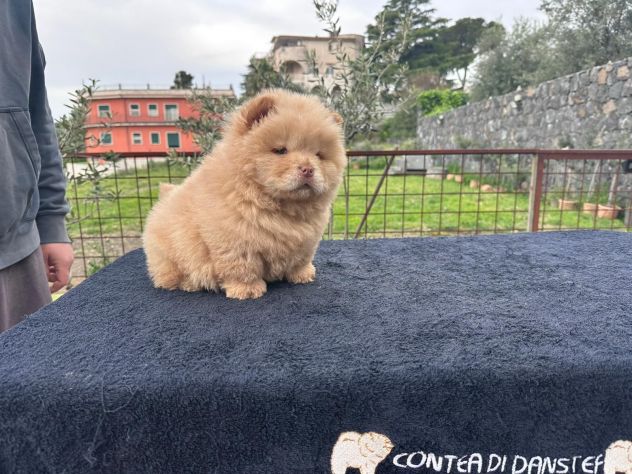 Chow chow - Foto 6