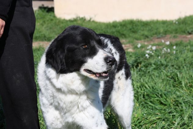 Panda cerca una casa in cui tornare a vivere - Foto 2