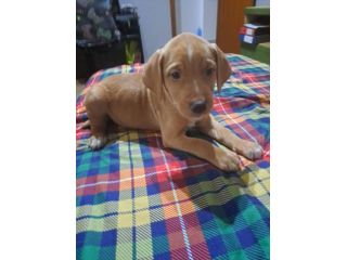 Monet cucciolo
