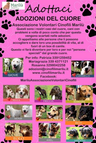ADOZIONI CASI SPECIALI - Foto 3