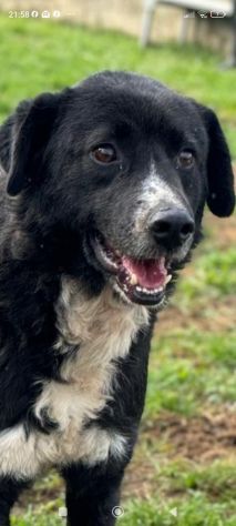BENNY , UNA PICCOLA TENEREZZA, CANE IN ADOZIONE TG MEDIO CONTENUTA
