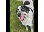 ESCAPE DOLCE E DISCRETO: CANE IN ADOZIONE TG MEDIA