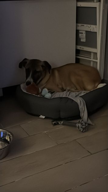 Cucciolo di 10 mesi