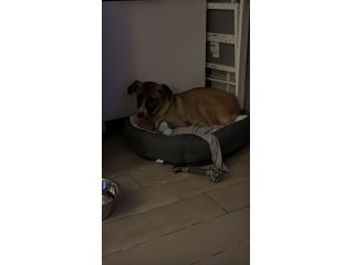 Cucciolo di 10 mesi