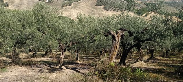 Terreno in vendita a Loreto Aprutino - Foto 2