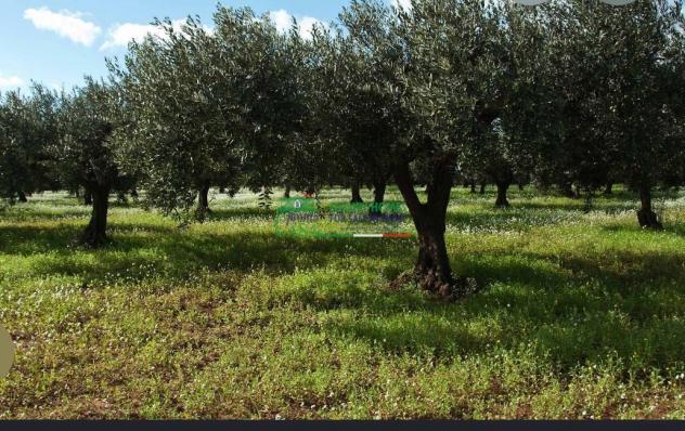 Rif:2724 Terreno agricolo di 18.000 mq con uliveto e agrumeto in vendita a Comiso - Foto 3