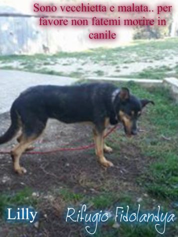 LILLY, adozione del cuore - Foto 3