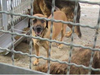 TRISTANO, mix labrador speciale
