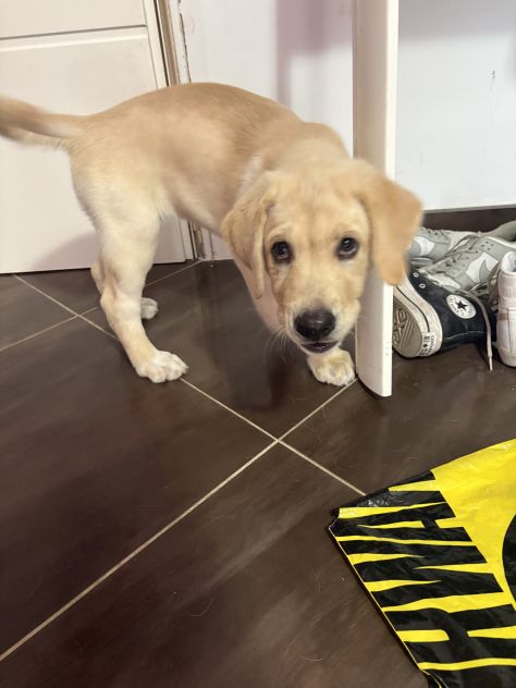 Cucciola Labrador - Foto 4