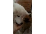 Sconto 10€ Dog Walking e Visite a Domicilio per Cani a Parma