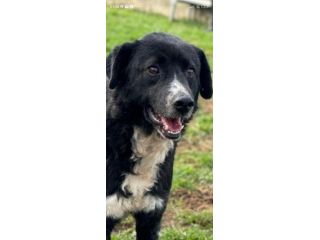 BENNY , UNA PICCOLA TENEREZZA, CANE IN ADOZIONE TG MEDIO CONTENUTA