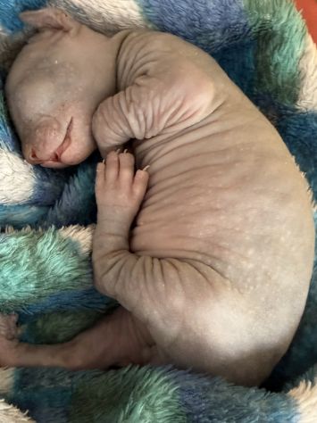 Sphynx gatto nudo - Foto 2