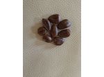 Semi ASIMINA triloba