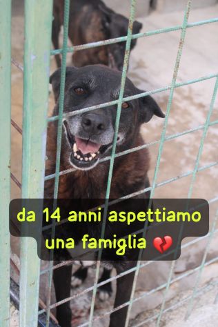 DEA E ZEUS 14 ANNI taglia media - Foto 4