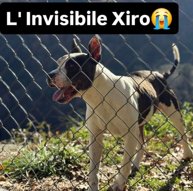 Xiro dimenticato dal mondo intero cane in adozione