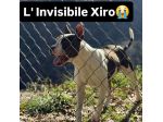 Xiro dimenticato dal mondo intero cane in adozione