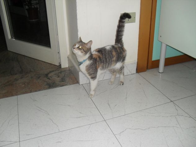 OLIVIA, dolcissima gattina abbandonata - Foto 6