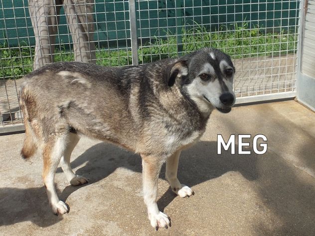 Meg lupetta gentile - Foto 4