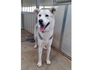 Oscar bellissimo mix husky in adozione