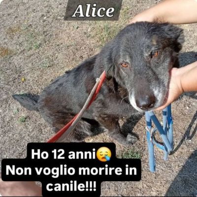 ALICE ed ELLEN DALLA STRADA ALLE SBARRE, CAGNOLINE IN ADOZIONE - Foto 6