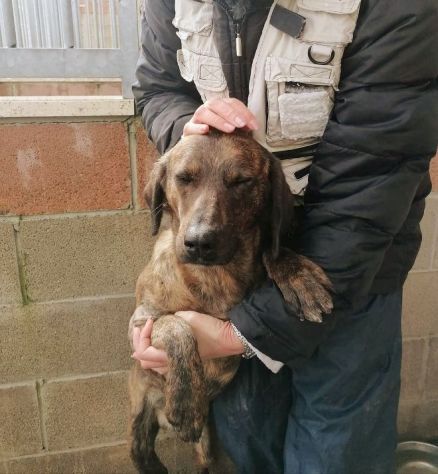RUDY, CAGNOLINO IN ADOZIONE - Foto 2