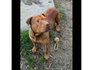 EMMER UNA NUOVA VITA, CANE IN ADOZIONE