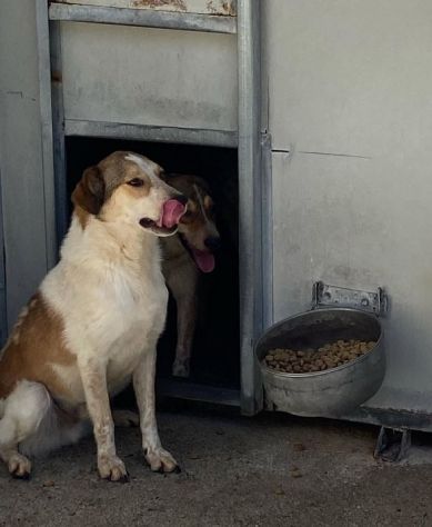 ELVIS E COOKY CAGNOLINI IN ADOZIONE - Foto 5