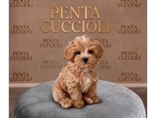 MALTIPOO - MALTIPU CUCCIOLI  da 60 euro al mese