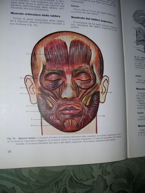 DISEGNO E ANATOMIA PER ODONTOTECNICI - Foto 6